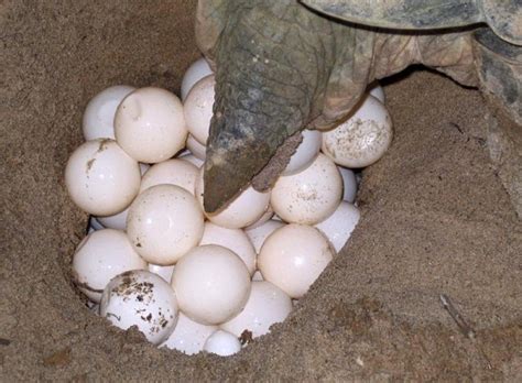 Enthusiasts also work with conservation groups to breed turtles that are considered endangered, typically not the common turtles sold in pet stores. Turtles Produce Mucus-Like Substance to Delay Egg-Laying ...