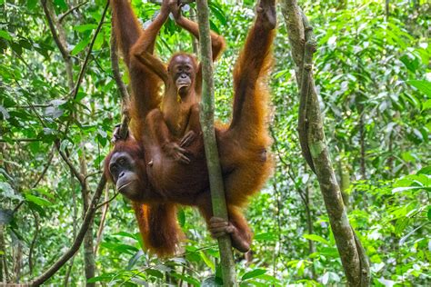 Regarder des films en streaming complet sur votre smart tv, console de jeu, pc, mac, smartphone, tablette et bien plus. Sumatra Orang Utans Tour • Was ihr in Bukit Lawang ...