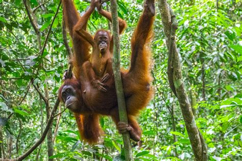 Kejaksaan negeri (kejari) empat lawang resmi menahan mantan kepala desa (kades) sugiwaras, kecamatan tebing tinggi, kabupaten empat lawang Sumatra Orang Utans Tour • Was ihr in Bukit Lawang ...