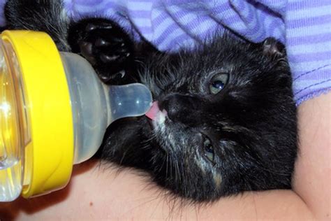 At birth but will gain weight rapidly from nursing. Do Kittens Like Warm Formula? - Pets