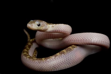 A pesticide is any substance or mixture of substances intended for preventing, destroying, repelling or mitigating any pest. Here's the most common snakes in the Greater Houston Area ...