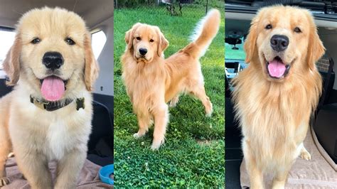 This personality has made them one of the most popular dog breeds in existence today; Daily Life With a Golden Retriever | Compilation 2 - MACIJANE