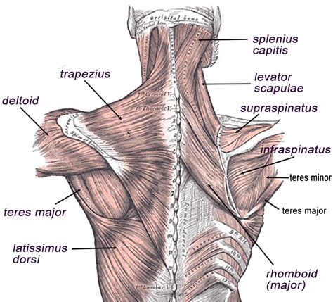 A healthy torso has symmetrically developed muscles. Muscles of the Back