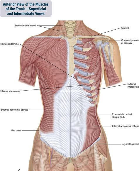 Lateral view of a pair of ribs articulating with the thoracic vertebrae. Anatomy Of Right Side Of Back Of Rib Cage / File:Gray1215 ...