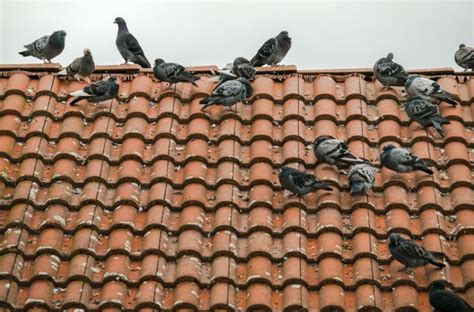 You can make the roof not a great place to land. Why should you get rid of Pigeons?