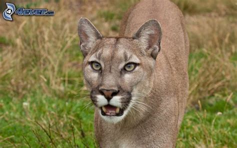 Nach mitteilung des zoos von gestern soll der experimentelle impfstoff. Puma