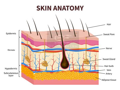 Skin labeling diagram skin layers flow chart review research worksheets. The Skin benefits of topical Vitamin A and why it should ...