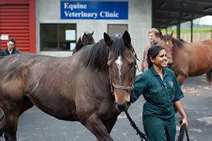 The pet hospitals poplar at massey. Veterinary Teaching Hospital - Massey University