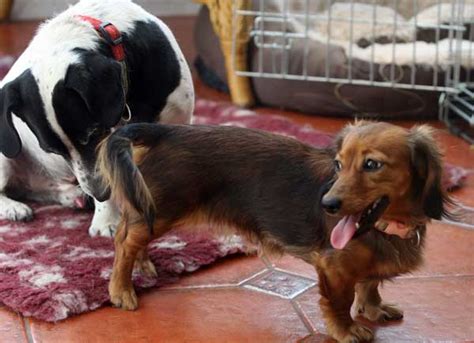 How fast does lymphoma progress? How long are dogs in heat - All About Dogs