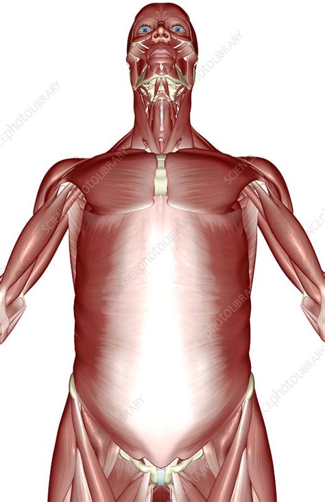 The muscles of the upper back, shoulders, chest and arms. The muscles of the upper body - Stock Image - F001/8507 ...