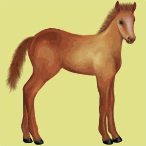 Work, earn money and groom many different types of horses and ponies. Horses from Howrse.com | Horse games, Horses, Horse tack