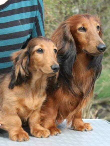 Also, the dachshund's long back can leave him susceptible to injury if he's handled roughly or if playtime gets too boisterous. long-haired dachshunds | Dachshund puppy miniature ...
