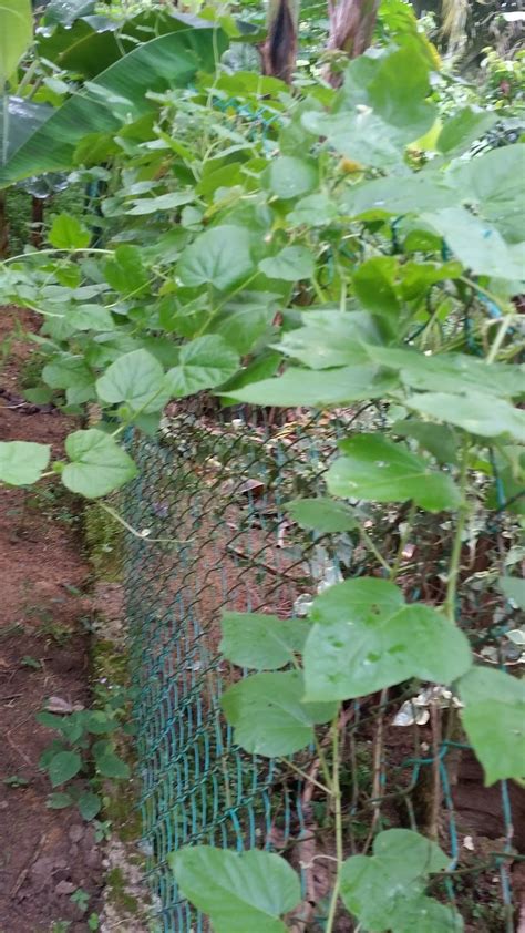 Tumbuhan ini tumbuh liar dan subur di negara tropika termasuk malaysia. Warisan Petani: Pokok Letup-letup Bulu