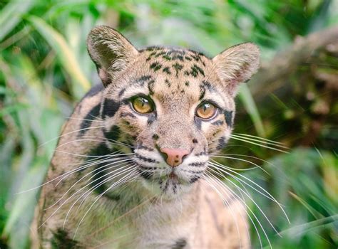 Forest reserves are not permanent in malaysia. Deramakot Forest Reserve | Malaysia Reisen ...