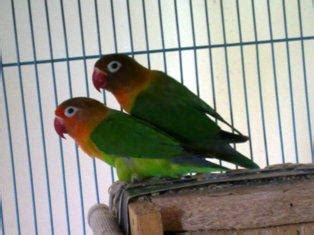 Selain itu juga memiliki pupil cokelat sehingga tampak seperti memakai topeng. Jual Burung Lovebird: Jenis LoveBird yang di jual