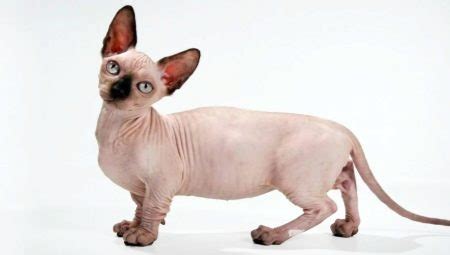 If you are a lover of the minskin cat, then you know the definition of adorableness. Minskin (21 ภาพ): ประวัติความเป็นมาของต้นกำเนิดและการแพร่ ...