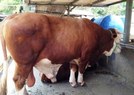 Model kandang sapi terbaik • dalam memelihara sapi di kandang ada beberapa tipe antara lain diikat atau dilepas dalam. Pakan Sapi Limosin Untuk Penggemukan dan Tips Hemat Biaya - Nuansa Baru
