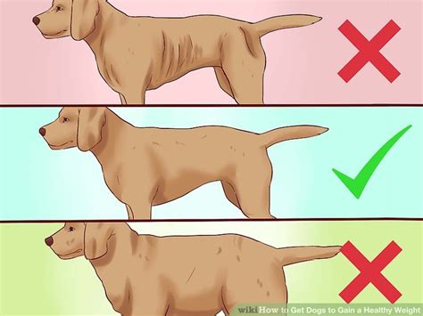 Maybe you would like to learn more about one of these? How Do I Know If My Dog Is Underweight - DogWalls