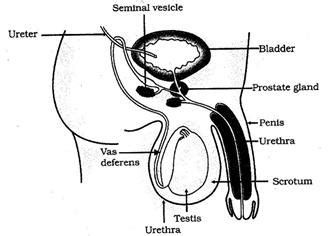 Each sac contains one testis. a sketch a neat diagram showing male reproductive system ...