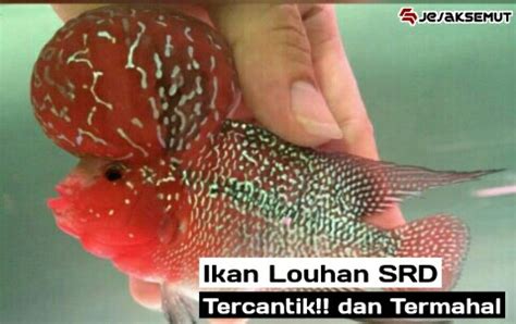 Pertama, karena burayak louhan sangat penuh jebakan dan bukan untuk pemula. 12 Daftar Harga Ikan Louhan SRD Terbaru 2020 dan Jenisnya ...