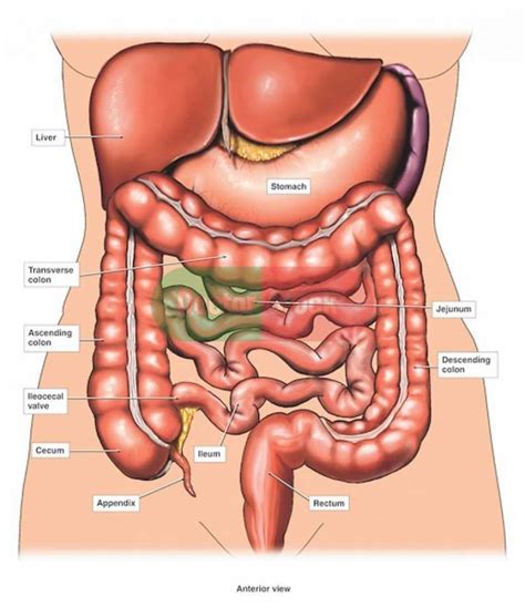 Located on either side of the. What Organs Are On Your Right Backside In The Body Ofa Man ...