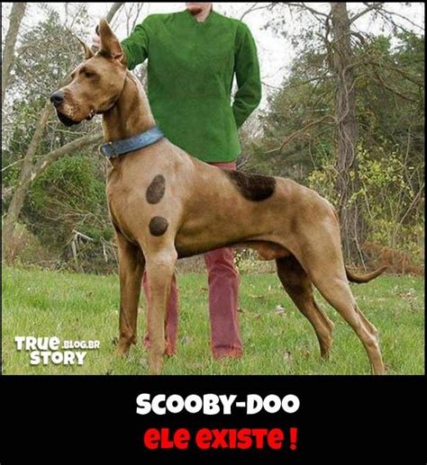 Nbc may even count, as dynomutt, dog wonder was paired up with godzilla for an. Scooby Doo | Dog halloween costumes, Dog costumes, Dog halloween