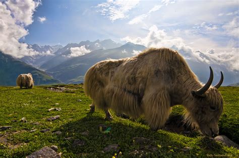 Today, the nepalis constitute more than 80 % of the total population of sikkim. Interesting Photo of the Day: Yak in the Himalayas