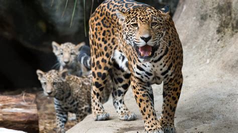 Jaguar italia considera le auto come la cosa più vicina agli esseri viventi. Jaguar - The Houston Zoo