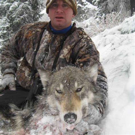 Wolf hunting is the practice of hunting gray wolves (canis lupus) or other species of wolves. Wolf Hunting - ID - Trips4Trade