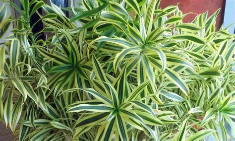 Maybe you would like to learn more about one of these? Pleomele Song of India plant picture. This beautiful ...