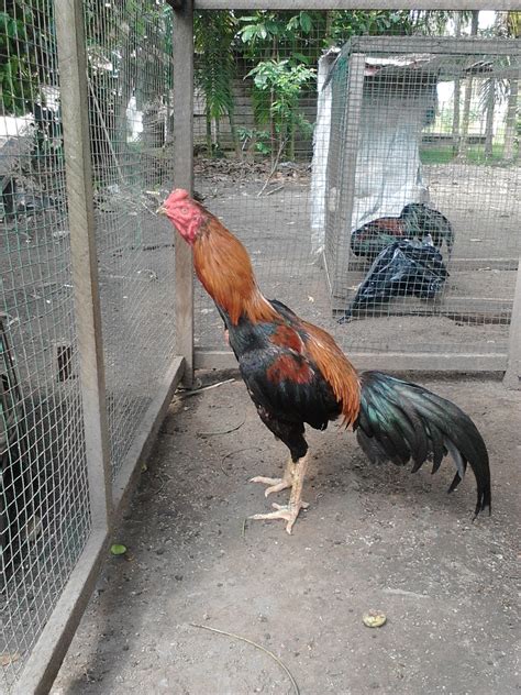 Kandang atau box ayam bangkok dengan 8 kamar semuanya dua tingkat 4 kamar di tingkat atas dan 4 kamar bagian bawah. Kandang Umbaran Ayam Bangkok Aduan Terbaik - Tilunk.Com