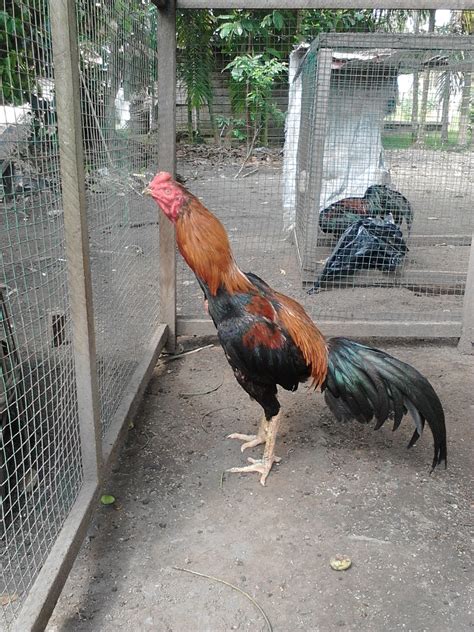 Kandang ayam bangkok dewasa sebaiknya dibuat rongga pada bagian bawah agar kotoran ayam bisa langsung jatuh dan memudahkan dalam pembersihan kandang. Kandang Umbaran Ayam Bangkok Aduan Terbaik - Tilunk.Com