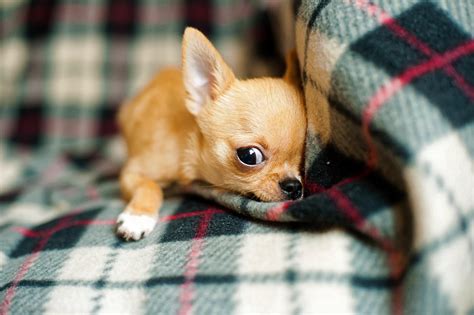 When do men stop growing. When Do Chihuahuas Stop Growing? - Growth and Development