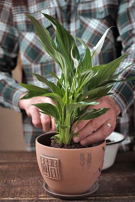 These lovely plants not only brighten up a living space and are easy to care for, but are also excellent at cleaning the air of the room they are in. Guide to Basic Care of Houseplants | Gardener's Path
