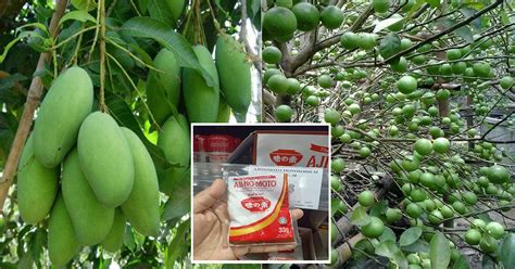 Manfaat ajinomoto untuk tanaman yaitu membuat proses pertumbuhan tanaman menjadi lebih cepat, daun menjadi lebih cepat menghijau, dan batang tanaman yang menjadi lebih cepat. DIY Baja Dari Serbuk MSG Supaya Pokok 'Mabuk' Berbunga ...