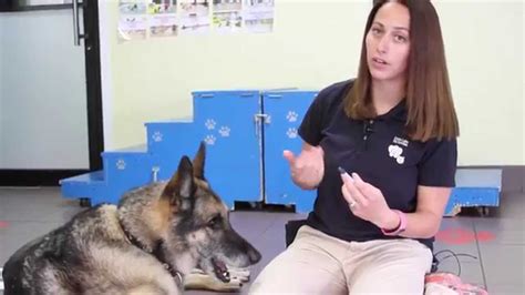 Whatever food you use, in one do this with every pill. How to Give Pills to a Dog - YouTube