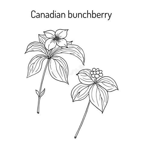 Canadian Bunchberry Cornus Canadensis Stock Vector - Illustration of ...