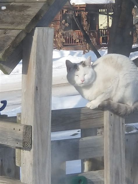 You may be imagining a grand adventure where years of evolution kick in and she can be free to be the formidable predator that cats are. Cat outside my house today(he was shivering so I let him ...