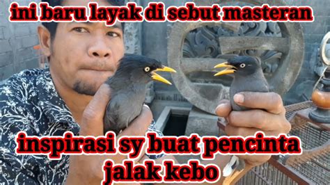 Posted by satriya at 7:02 am. INSPIRASIKU BUAT PENCINTA JALAK KEBO - YouTube