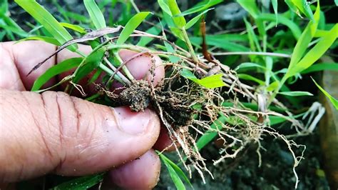 Rumput grinting latarbelakang rumput grinting ( cynodondactylon ) adalah jenis rumput yang. Suket Grinting atau Rumput Bermuda / Bermuda Grass (Cynodon dactylon) - YouTube