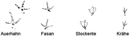 Quiz könnt ihr die tierspuren lesen? Tierspuren Zum Ausdrucken Kostenlos