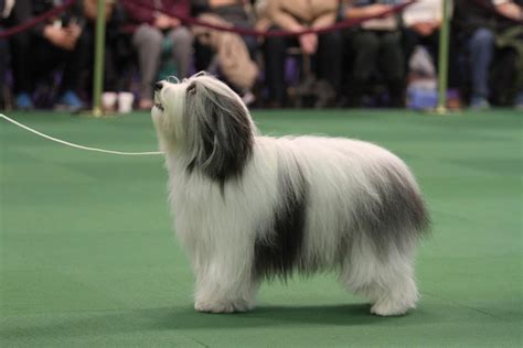 The 2021 westminster kennel club dog show is officially underway! Competing for Best of Breed on Day One of the 139th ...
