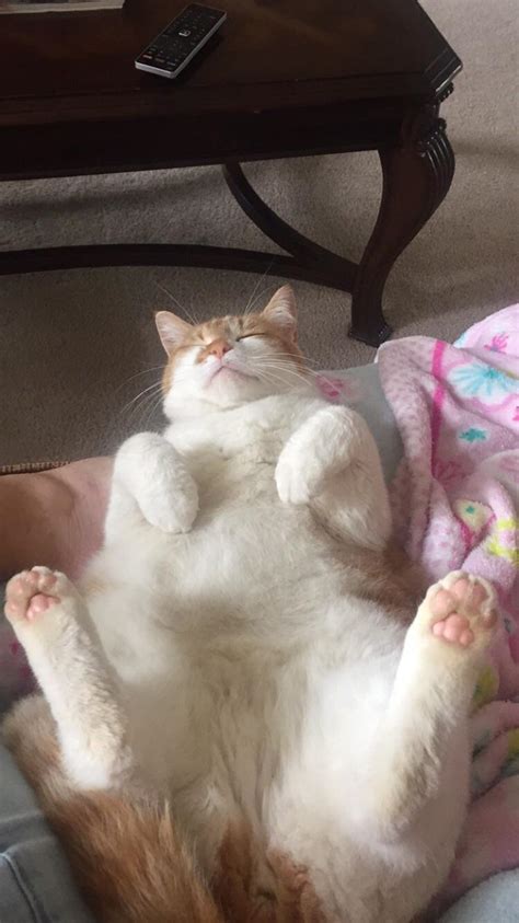 All art prints include a 1 white border around the image to allow for future framing and matting, if desired. Tiger my curly toed cat loaf : curledfeetsies