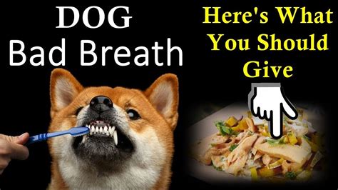 You love your dog, but you don't love his terribly stinky breath. What can I Give My Dog for Bad Breath - Here's What You ...