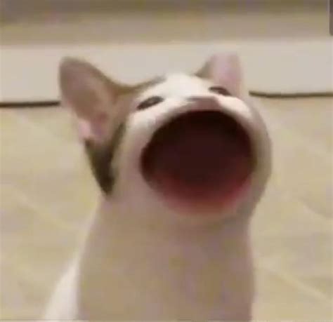 Your request has been filed. Wide-Mouthed Singing Cat | Know Your Meme - News Vision Viral