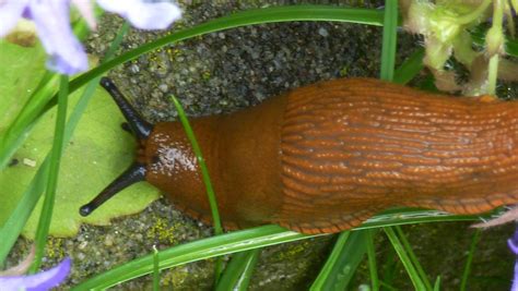 Doch gleichzeitig ist es wichtig, an anderen stellen im garten weniger oft zu mähen! Schnecken bekämpfen im Garten