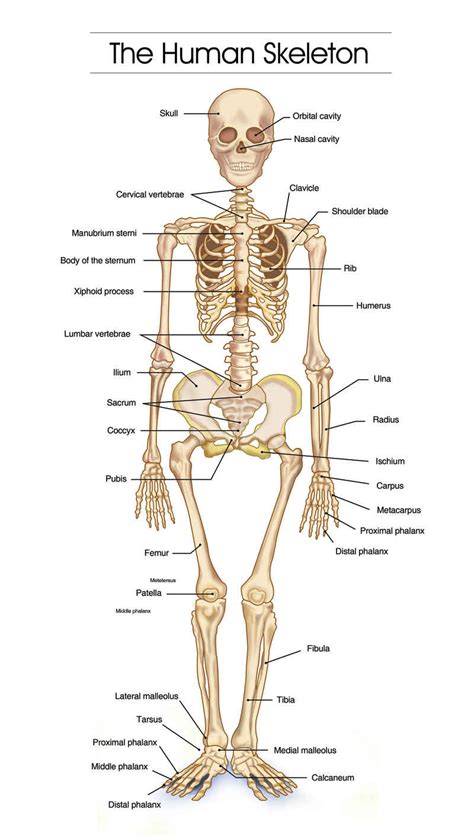 A list of bones in the human body with labeled diagrams. Human Skeletal System Diagram - coordstudenti