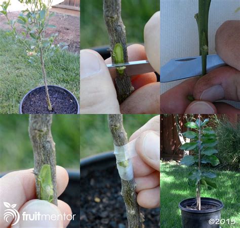 Growing fruit means balancing expectations and effort. Bud Grafting Citrus Trees with a High Success Rate
