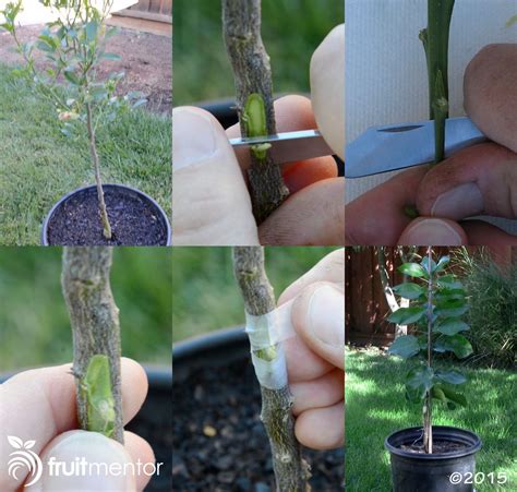 Check spelling or type a new query. Bud Grafting Citrus Trees with a High Success Rate