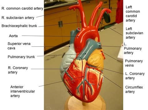 The blood vessels of the body form a circle that begins and ends at the heart. anatomical heart labeled - Google Search | Human heart ...